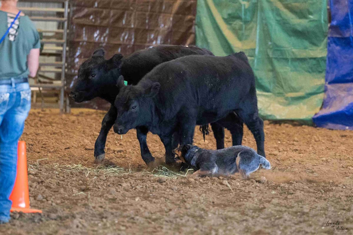 Australian Cattle Dog Puppies breeder image 21