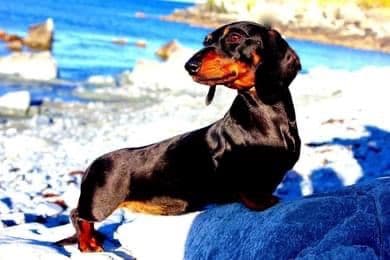 Dachshund Puppies breeder image 1