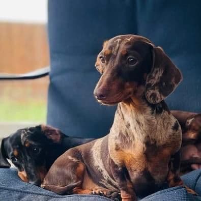 Dachshund Puppies breeder image 3