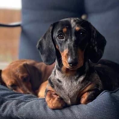 Dachshund Puppies breeder image 4