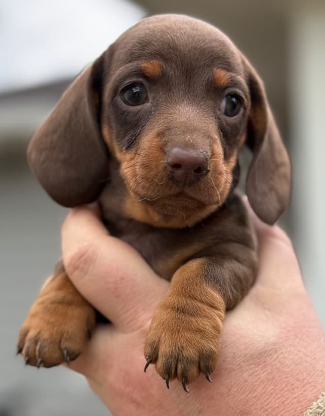 Dachshund Puppies media 2
