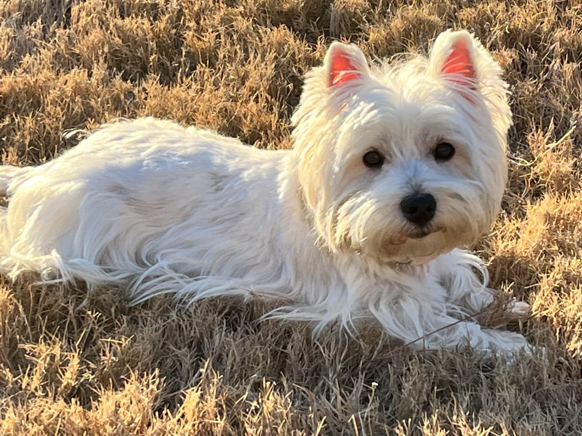 West Highland White Terrier Puppies breeder image 2