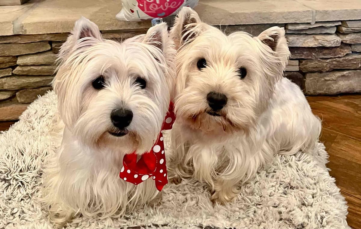 West Highland White Terrier Puppies breeder image 3
