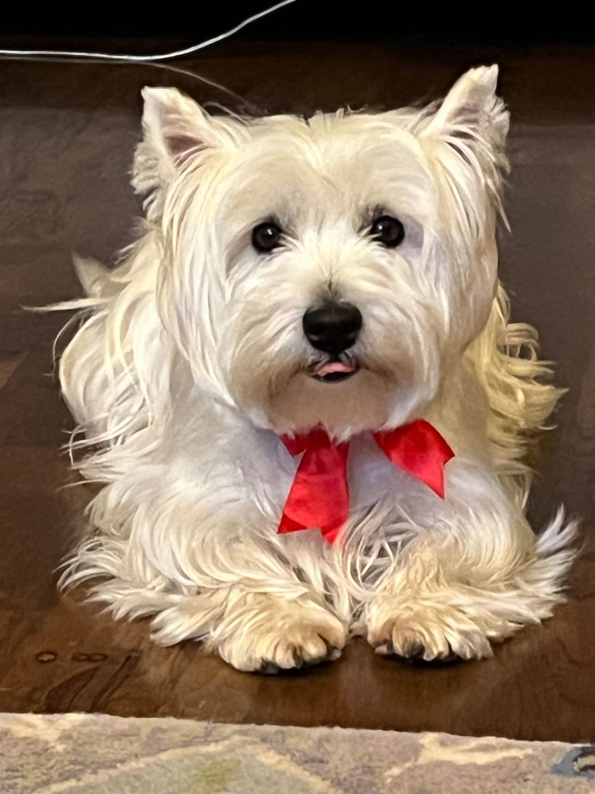 West Highland White Terrier Puppies breeder image 4