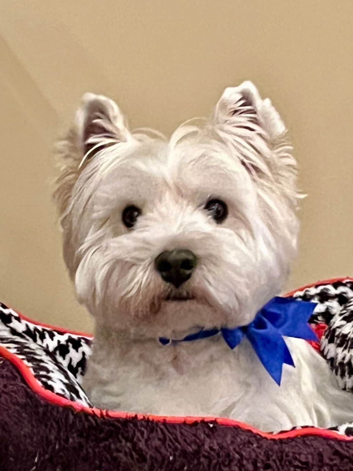 West Highland White Terrier Puppies breeder image 5
