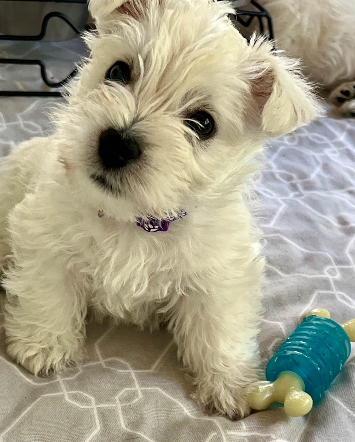 West Highland White Terrier Puppies breeder image 1
