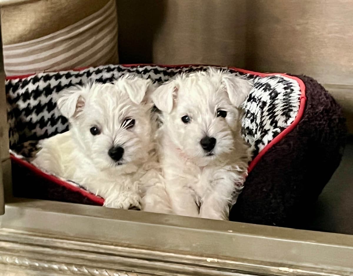 West Highland White Terrier Puppies breeder image 7