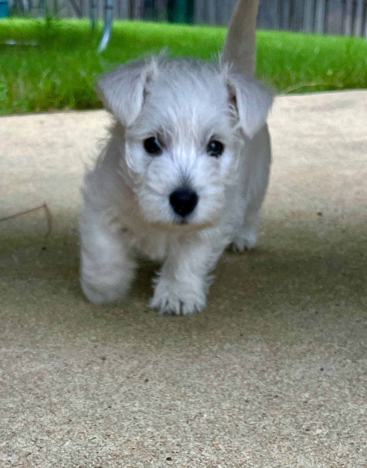 West Highland White Terrier Puppies breeder image 8