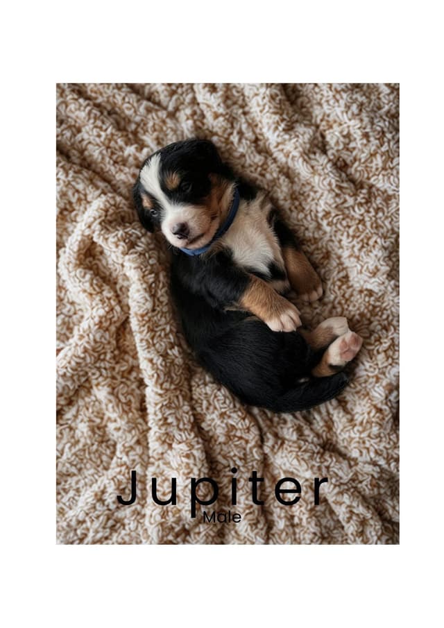 Bernese Mountain Dog Puppies media 4