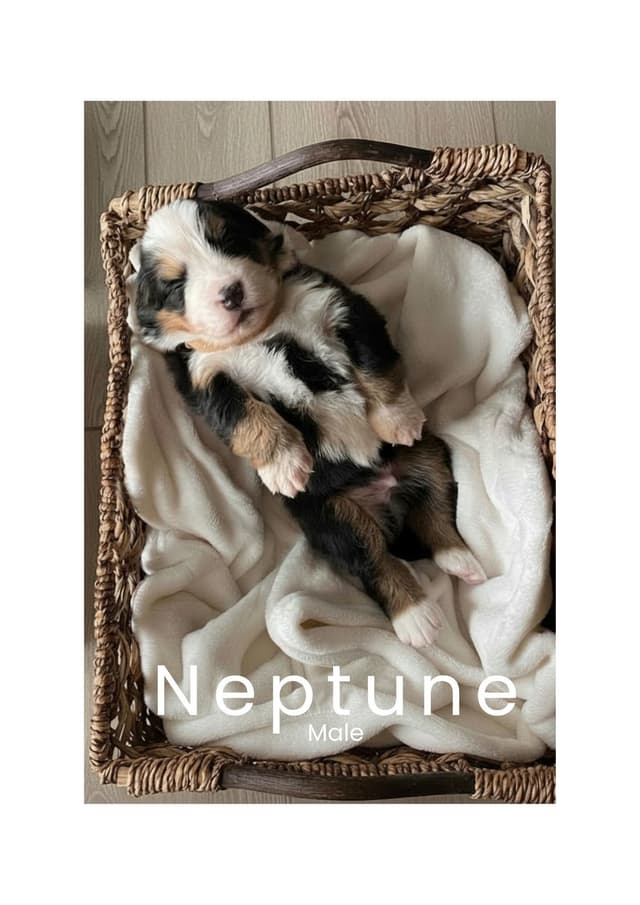 Bernese Mountain Dog Puppies media 5