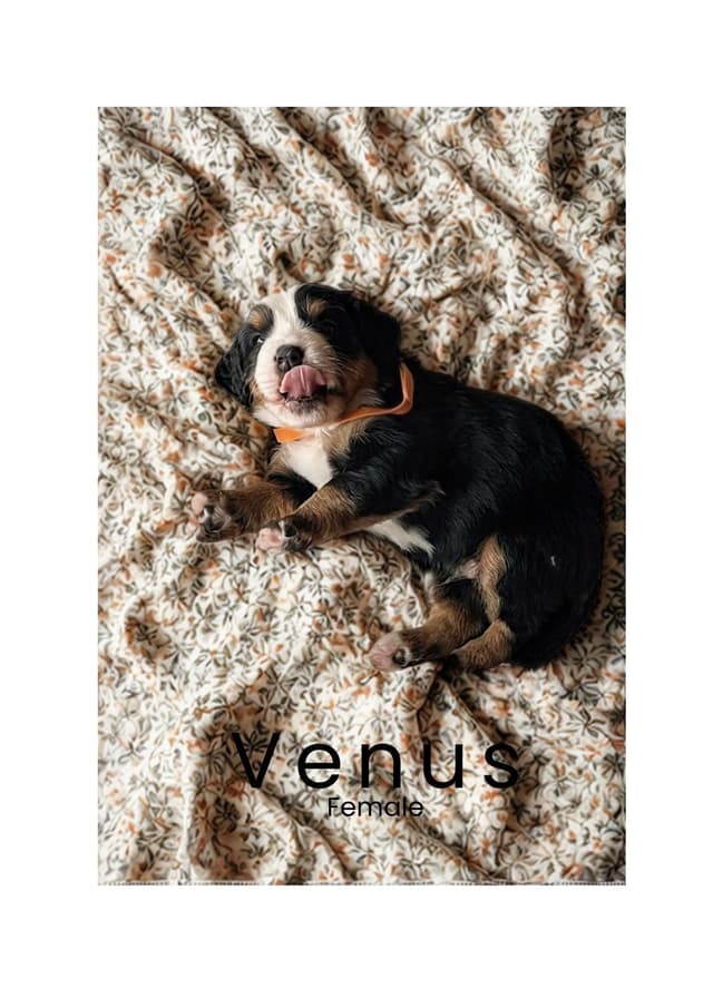 Bernese Mountain Dog Puppies media 10