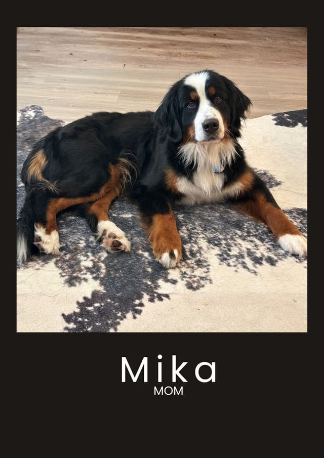 Bernese Mountain Dog Puppies media 12