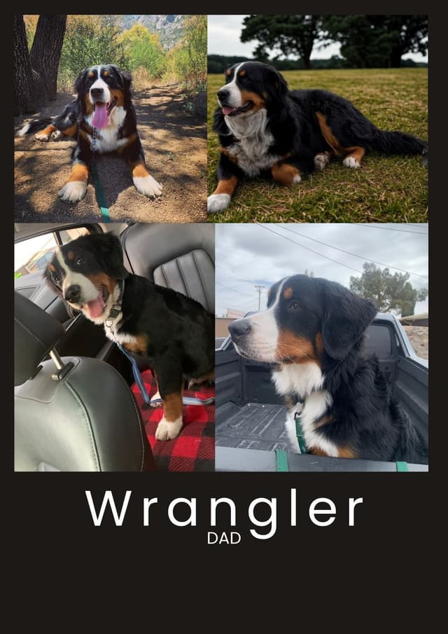 Bernese Mountain Dog Puppies media 13