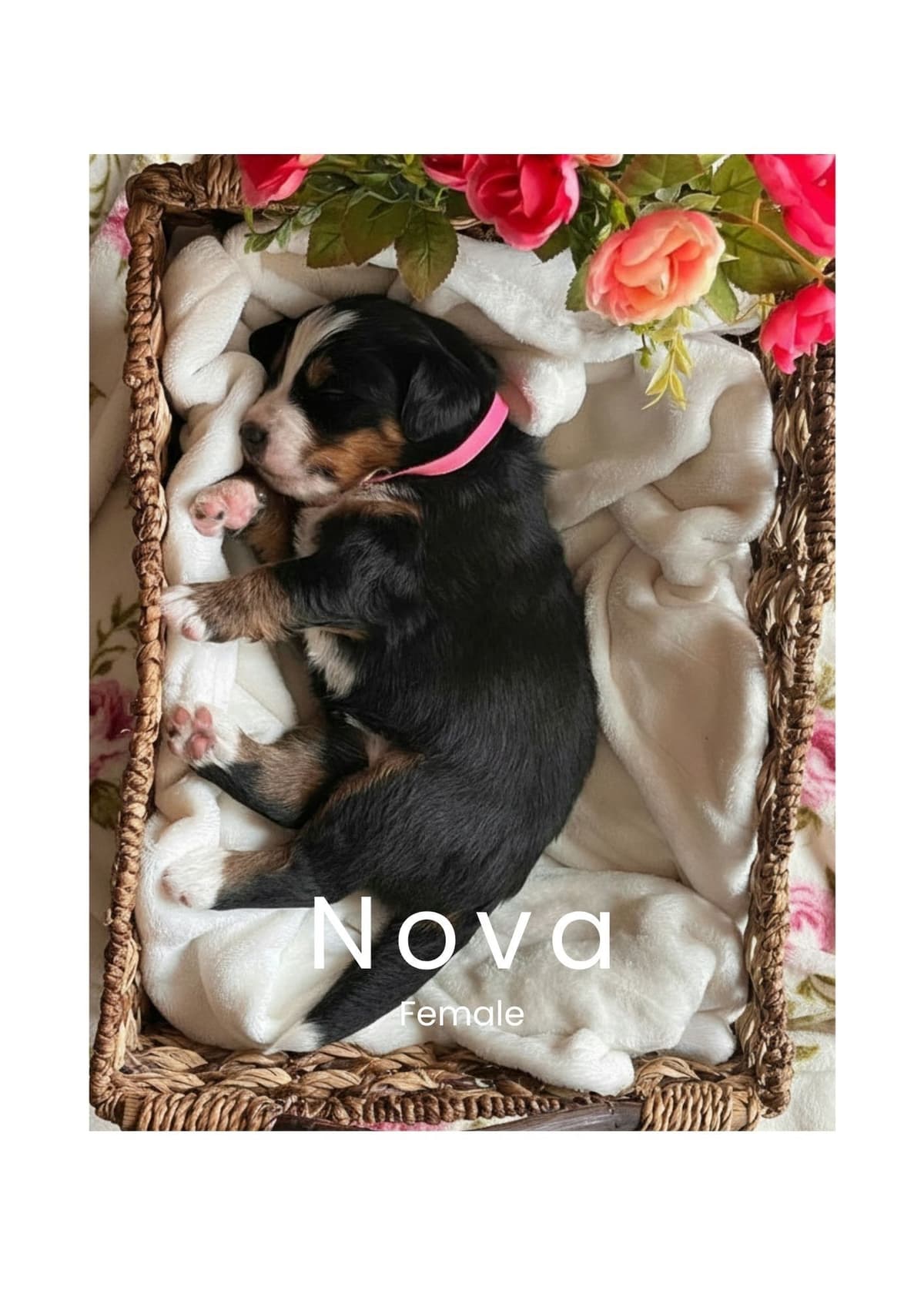 Bernese Mountain Dog Puppies breeder image 4