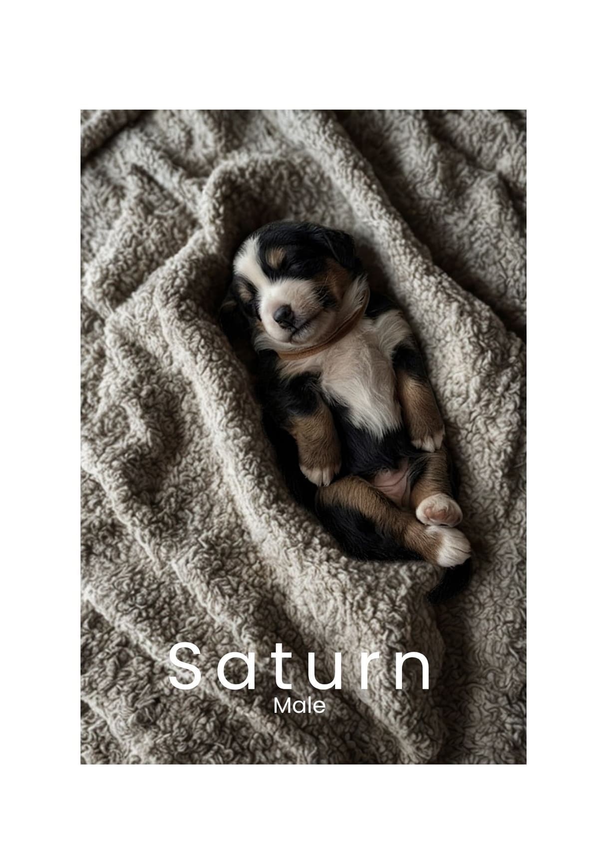 Bernese Mountain Dog Puppies breeder image 7