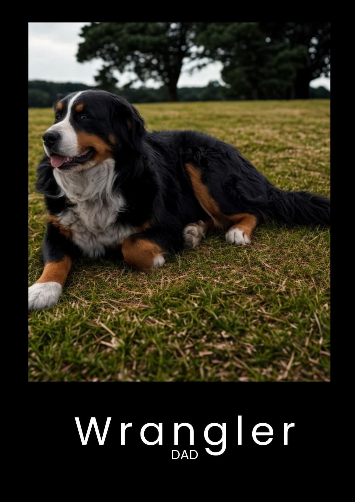Bernese Mountain Dog Puppies breeder image 9