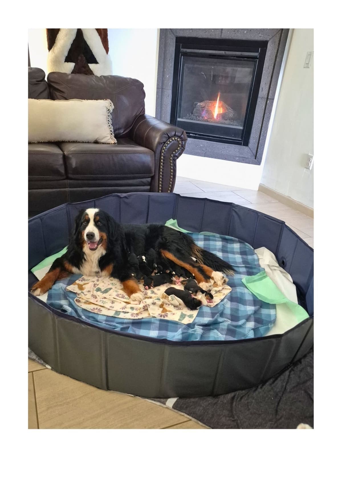 Bernese Mountain Dog Puppies breeder image 10