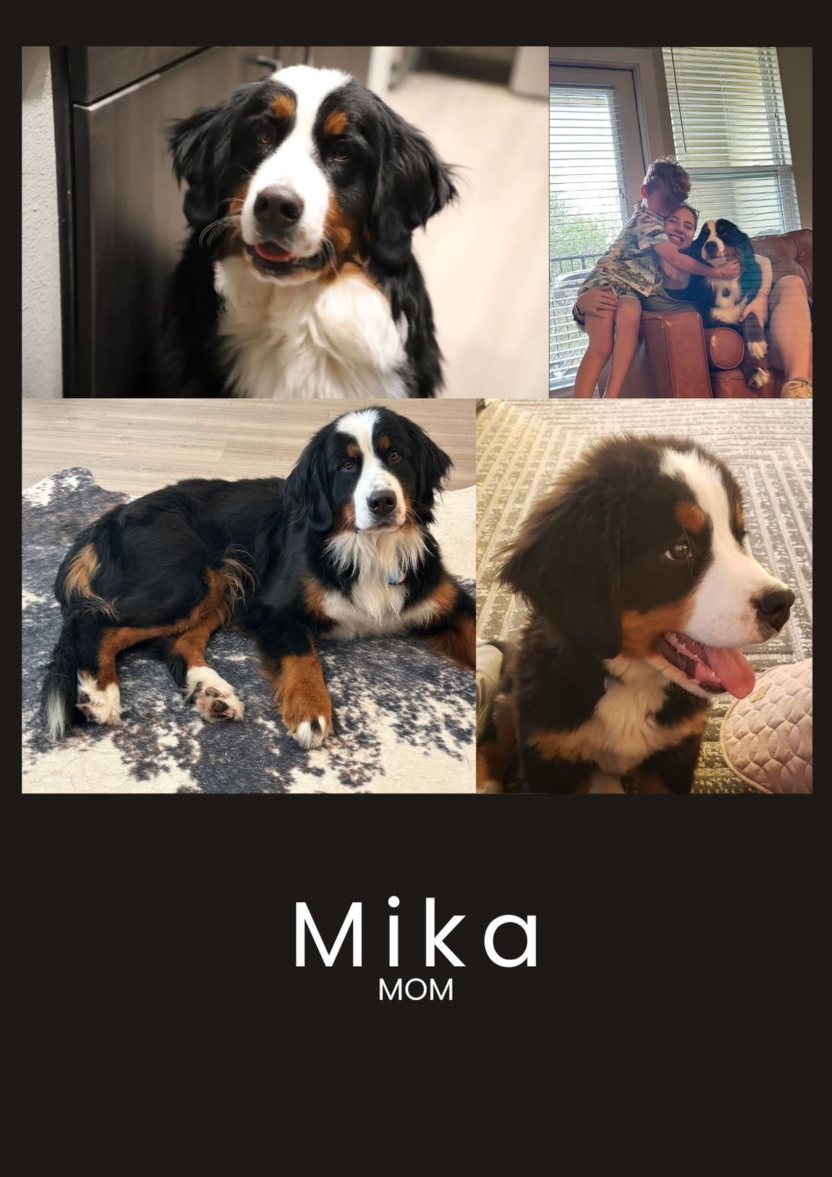 Bernese Mountain Dog Puppies breeder image 12