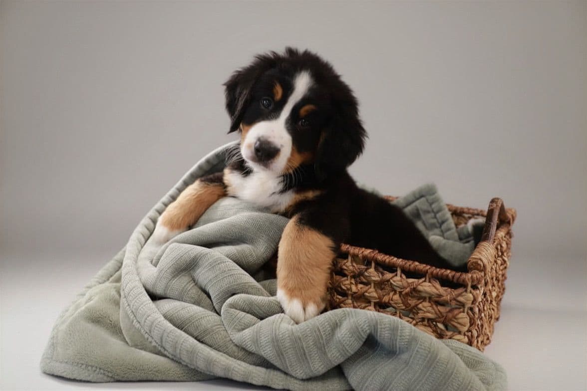 Bernese Mountain Dog Puppies breeder image 15