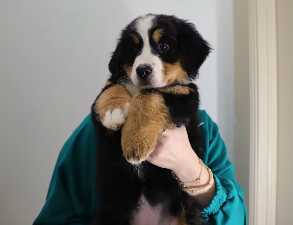 Bernese Mountain Dog Puppies breeder image 16