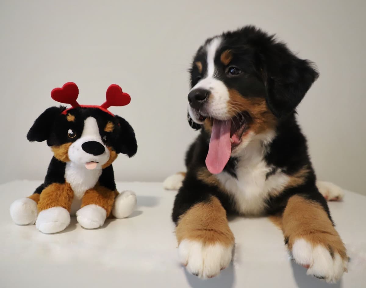 Bernese Mountain Dog Puppies breeder image 17