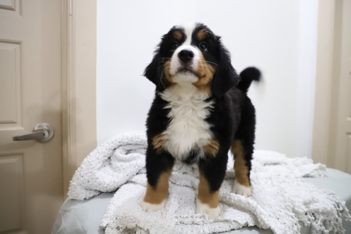 Bernese Mountain Dog Puppies breeder image 18