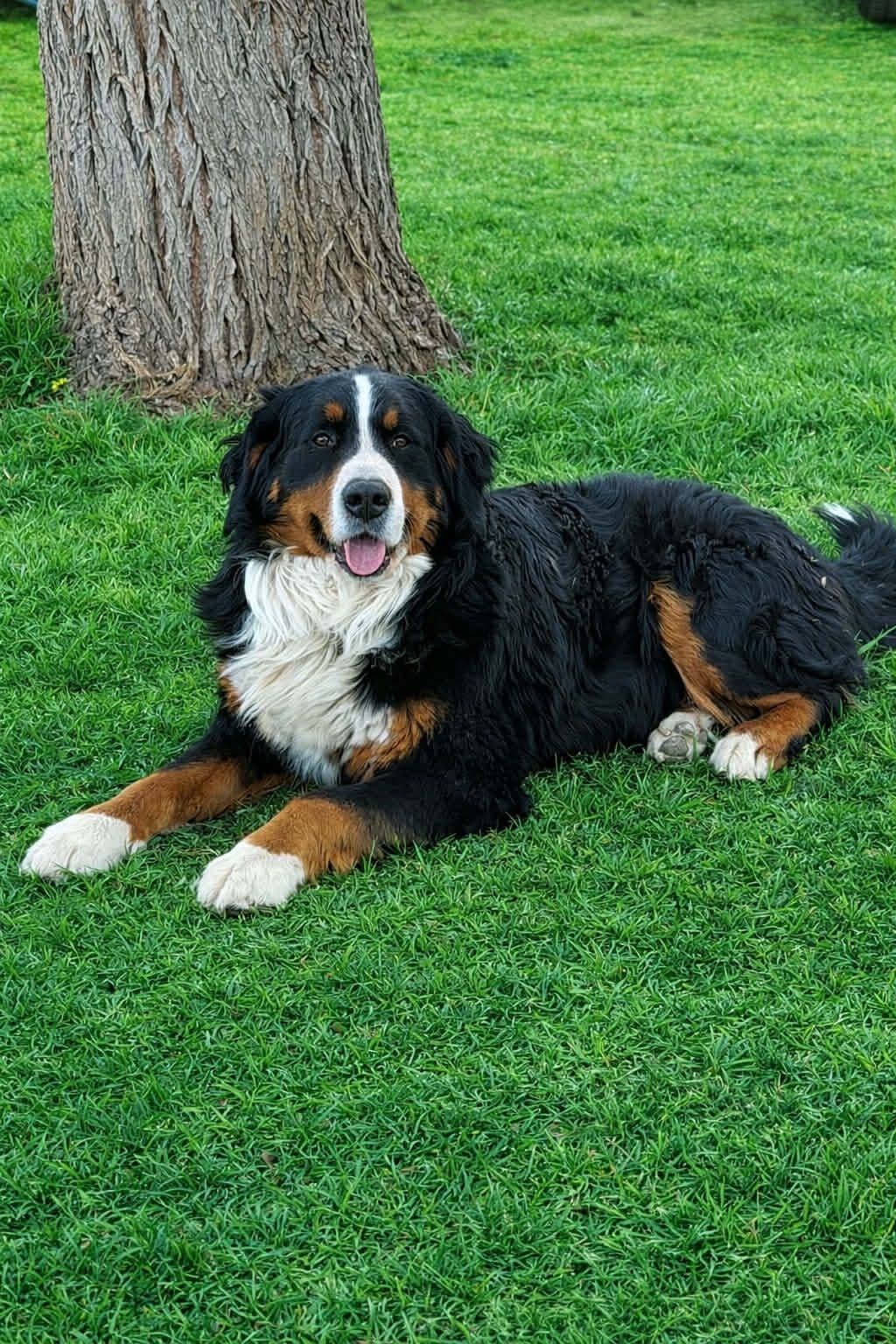 Bernese Mountain Dog Puppies breeder image 19