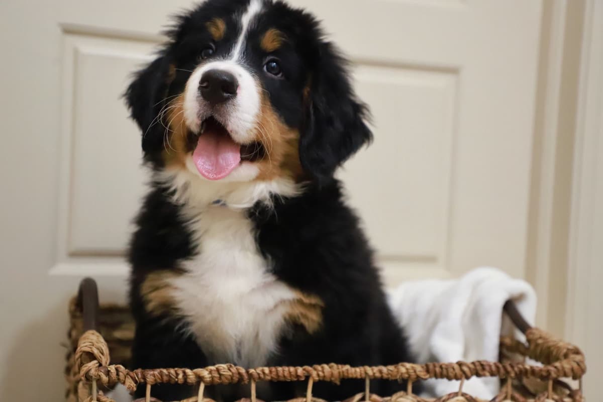 Bernese Mountain Dog Puppies breeder image 21