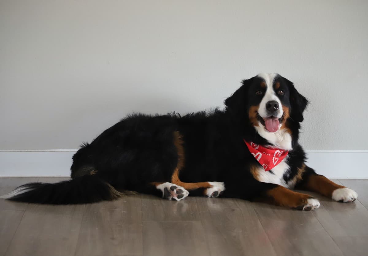 Bernese Mountain Dog Puppies breeder image 20