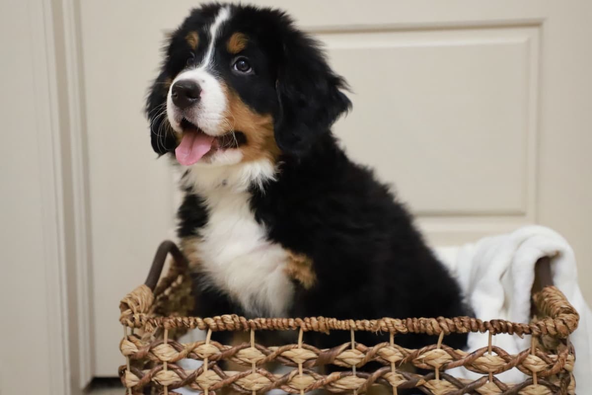 Bernese Mountain Dog Puppies breeder image 22