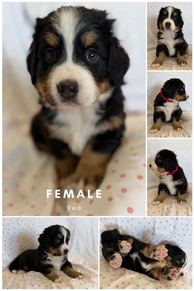 Bernese Mountain Dog Puppies media 3