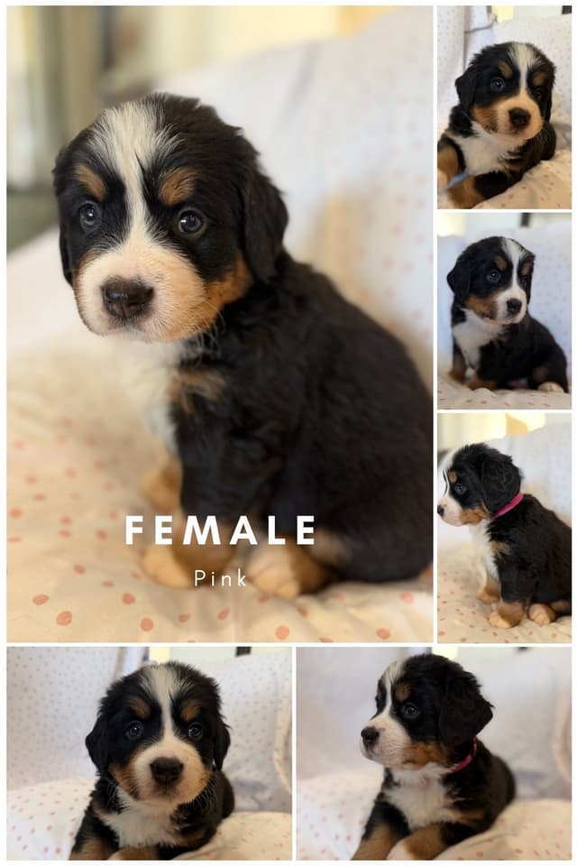 Bernese Mountain Dog Puppies media 4