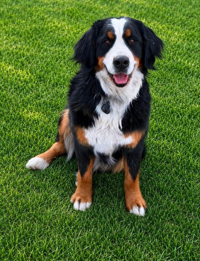 Bernese Mountain Dog Puppies media 15