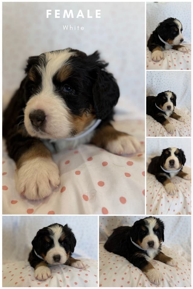 Bernese Mountain Dog Puppies media 6