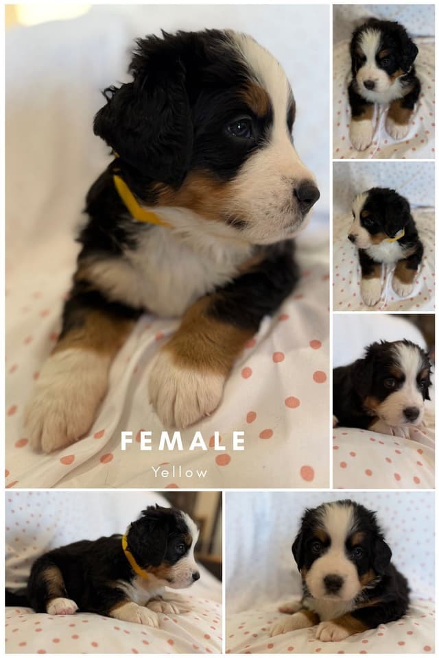 Bernese Mountain Dog Puppies media 8