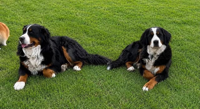 Bernese Mountain Dog Puppies media 16