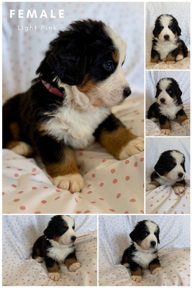 Bernese Mountain Dog Puppies media 9