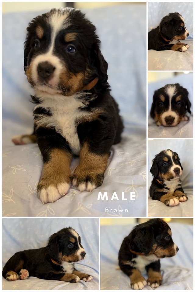 Bernese Mountain Dog Puppies media 10
