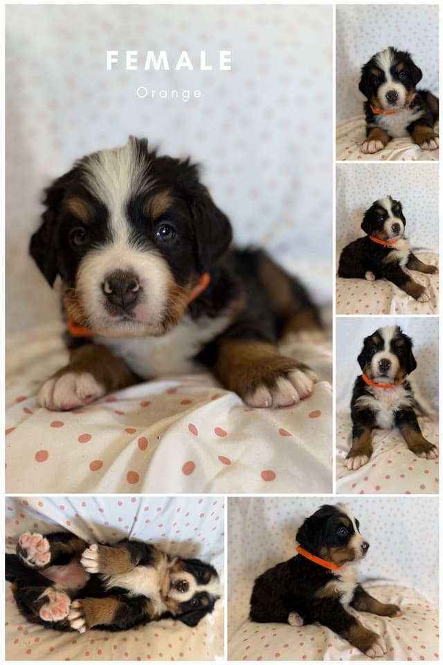 Bernese Mountain Dog Puppies media 12