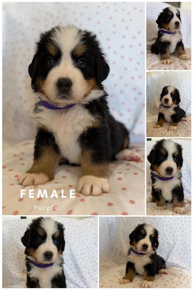 Bernese Mountain Dog Puppies media 11