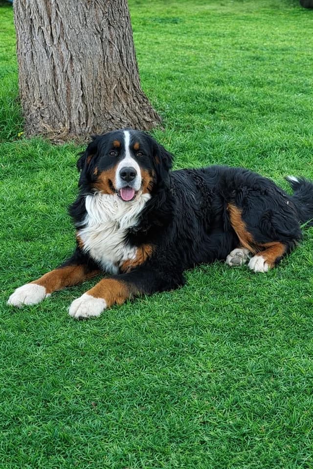 Bernese Mountain Dog Puppies media 13