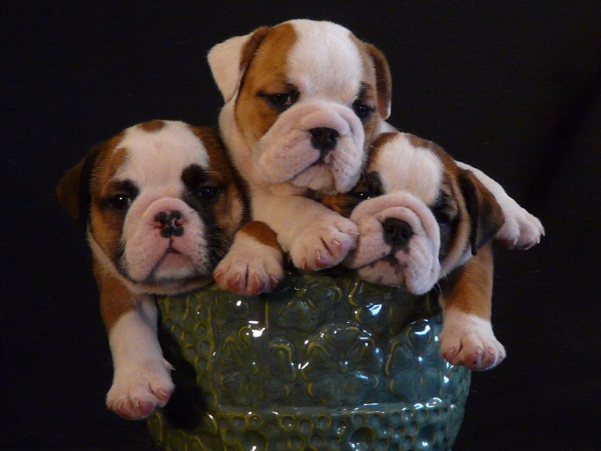 Bulldog Puppies- Reds and Fawns, Too Cute! breeder image 7