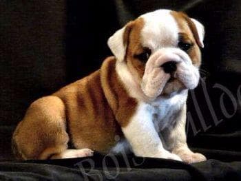 Bulldog Puppies- Reds and Fawns, Too Cute! breeder image 18
