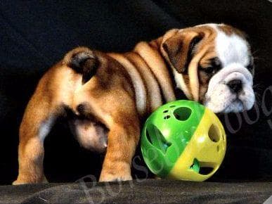 Bulldog Puppies- Reds and Fawns, Too Cute! breeder image 17