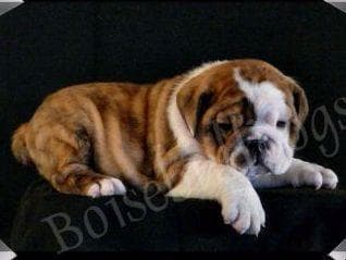 Bulldog Puppies- Reds and Fawns, Too Cute! breeder image 16