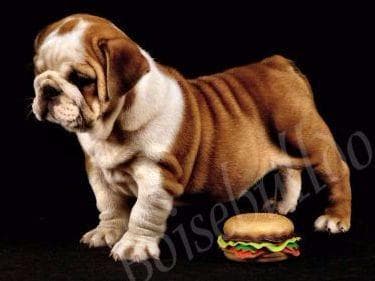 Bulldog Puppies- Reds and Fawns, Too Cute! breeder image 15