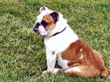 Bulldog Puppies- Reds and Fawns, Too Cute! breeder image 14