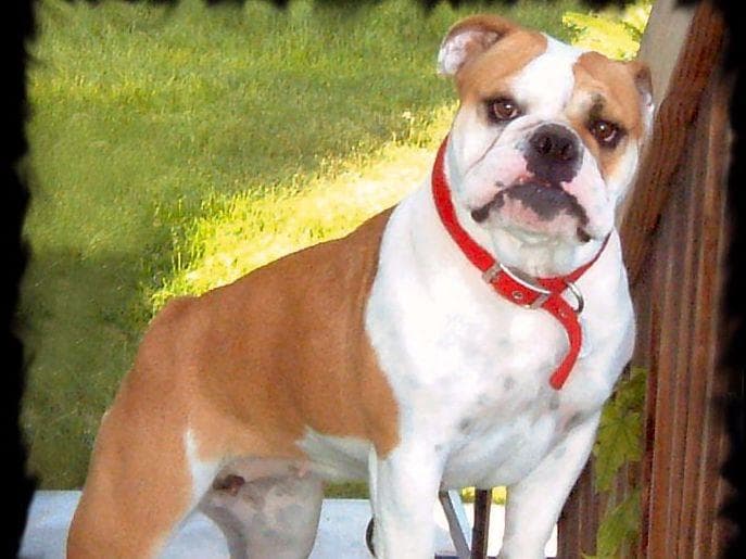 Bulldog Puppies- Reds and Fawns, Too Cute! breeder image 13