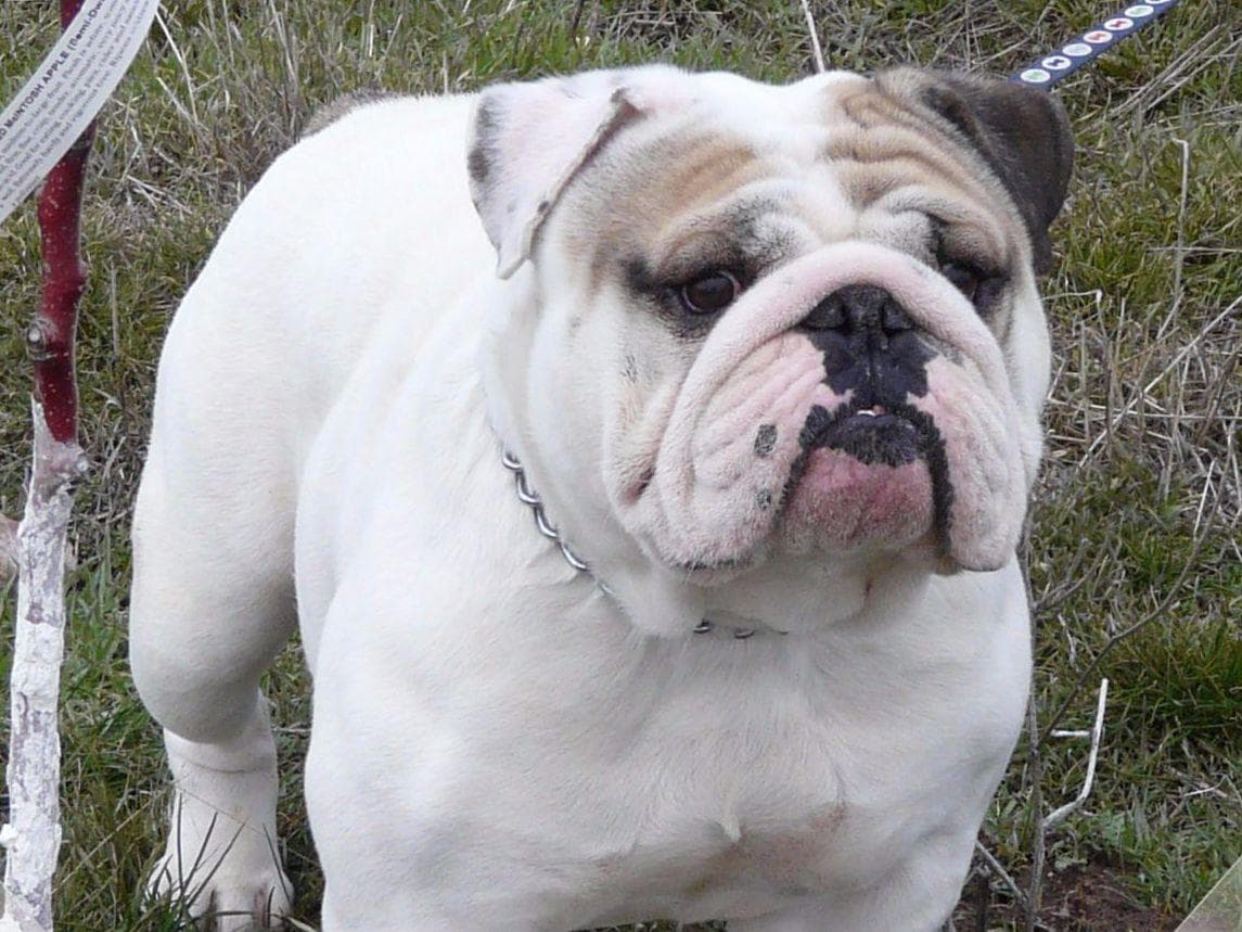 Bulldog Puppies- Reds and Fawns, Too Cute! breeder image 12