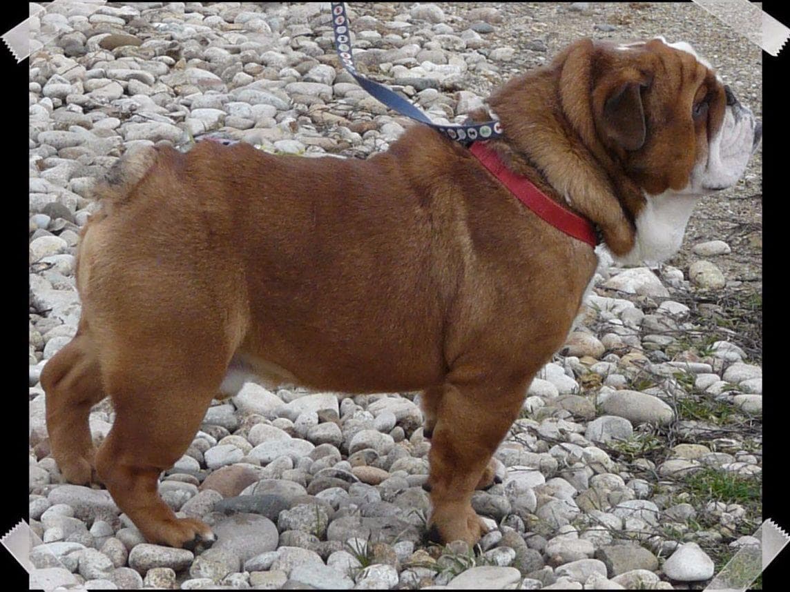 Bulldog Puppies- Reds and Fawns, Too Cute! breeder image 11